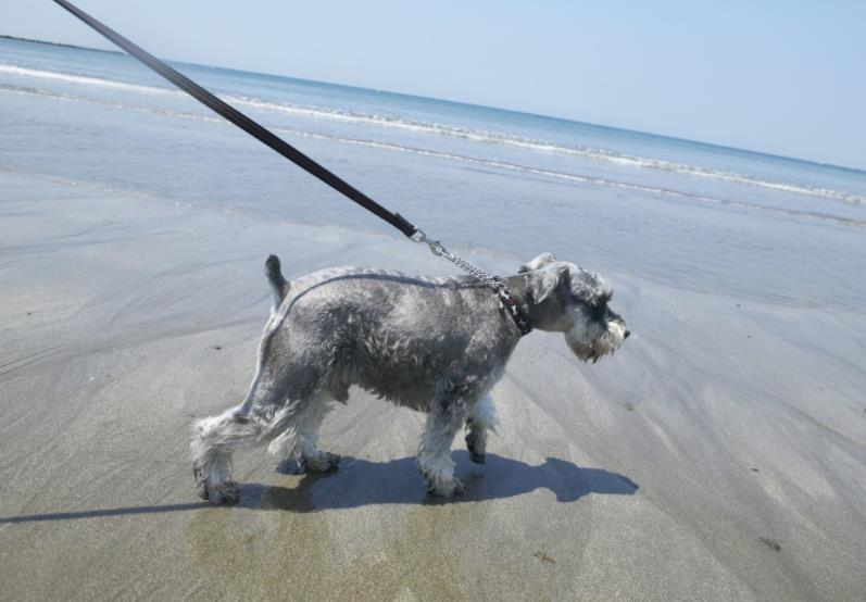 哈士奇、博美犬等一些狗狗非常愛亂叫,為什么還有很多人愿意飼養