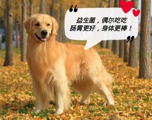 狗狗疫苗應該怎么打？打疫苗的5大注意事項！