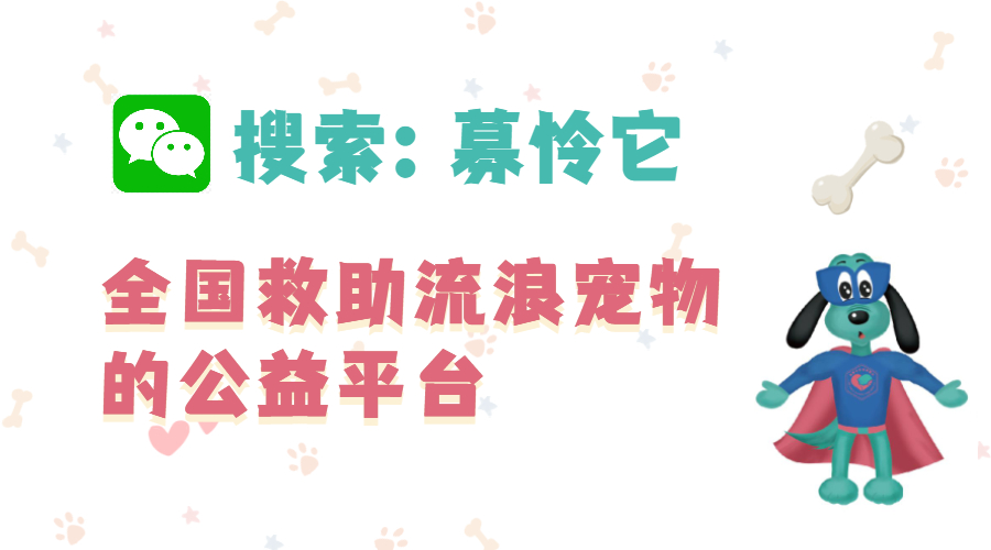 你知道的泰迪除了“好色”，其實它還有這些特點