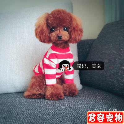 狗狗不樂意剪指甲？教你如何輕松給狗剪指甲（泰迪）