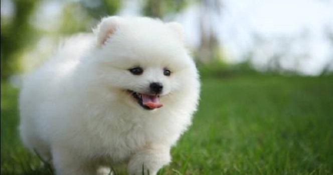 第一次養博美犬，留意這6點能夠 讓它健康快樂成長
