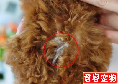 為什么泰迪犬會長白毛？6大原因分析
