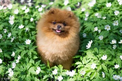 博美幼犬一天喂幾次,每次喂多少合適