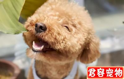 泰迪“處于痛苦中”的幾大特征,主人不要忽視了