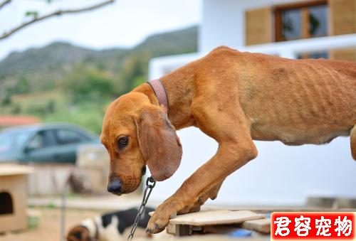 狗狗越胖越可愛?得糖尿病可就麻煩了