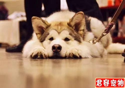 阿拉斯加的正確喂養方式