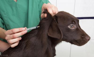 科學養拉布拉多犬的5個方法,請收好