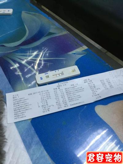 我家灰泰迪驗出了細小，心都碎了，這病能治嗎？