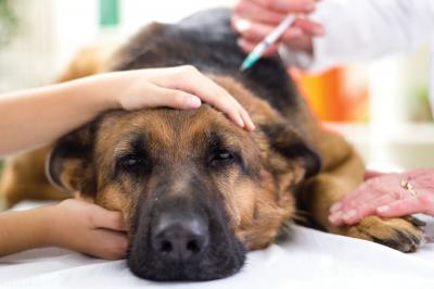 幼犬為什么要接受防疫注射,6種必打犬類預防疫苗
