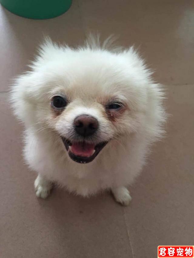 博美犬淚痕怎么去掉?教你5個簡單有效的辦法