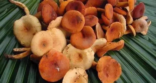 狗狗也中毒!?吃菌需謹慎,這份指南請速速查收→
