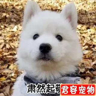 二哈，沙雕表情包，來嘍來嘍