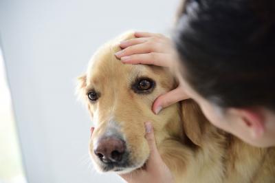 狗狗眼睛紅腫充血,是紅眼病嗎?原因是患了“干眼癥”