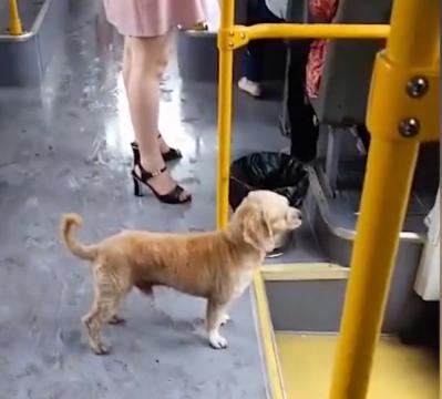 神奇！小狗獨自乘坐公交車，聽到站名熟練地從后門下車
