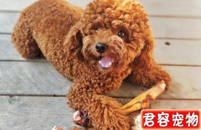 新手須知:泰迪幼犬狗糧喂多少?