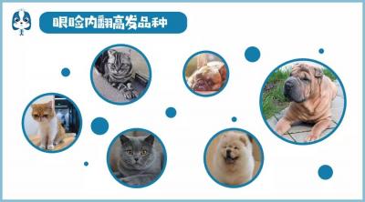 鏟屎官注意！眼瞼內翻≠倒睫毛，越早診斷治療傷害越小