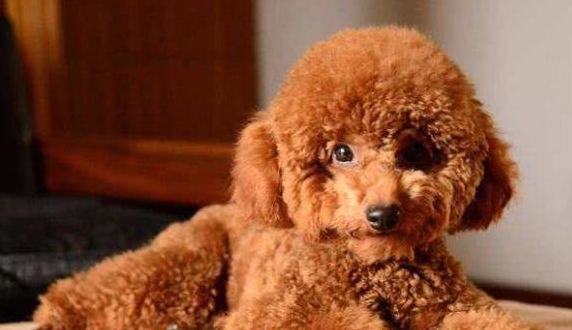 為何泰迪犬一直讓你摸它“肚子”？緣故有五個