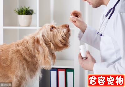 辟謠：狗狗驅蟲打驅蟲針比口服驅蟲藥效果好？寵物醫生告訴你答案