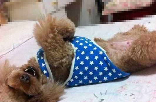 為何泰迪犬一直讓你摸它“肚子”？緣故有五個