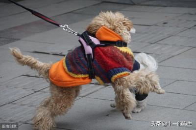 辟謠:犬瘟和細小是一回事?不,它和細小是兩碼事,癥狀也不一樣