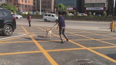 10個月拉布拉多一身壞毛病，訓犬師把它變成乖乖狗