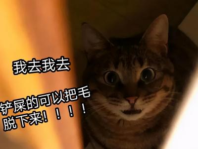 哈哈我笑到隔壁院子的哈士奇要和我拜把子