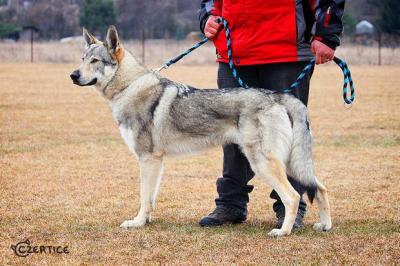 狼和狗第一代雜交的后代:捷克狼犬太霸氣