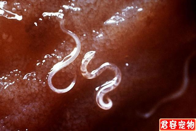 狗狗肚子咕嚕響還朝你拱背?不一定是向你討吃,或是急性腸胃炎