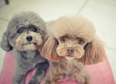 泰迪犬入門訓練計劃，不知道怎么訓練的，可以看過來！