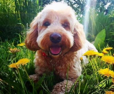 當泰迪犬有這些特征,說明它已經步入老年期了