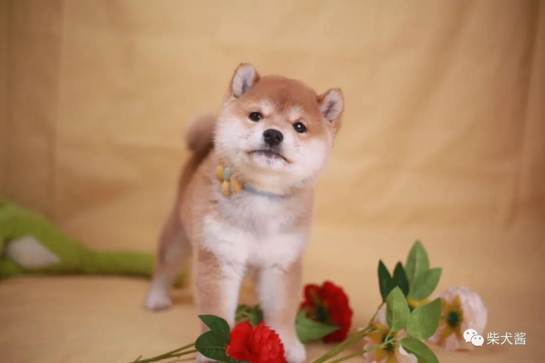 黑色柴犬和哈士奇不是同一種狗狗嗎?