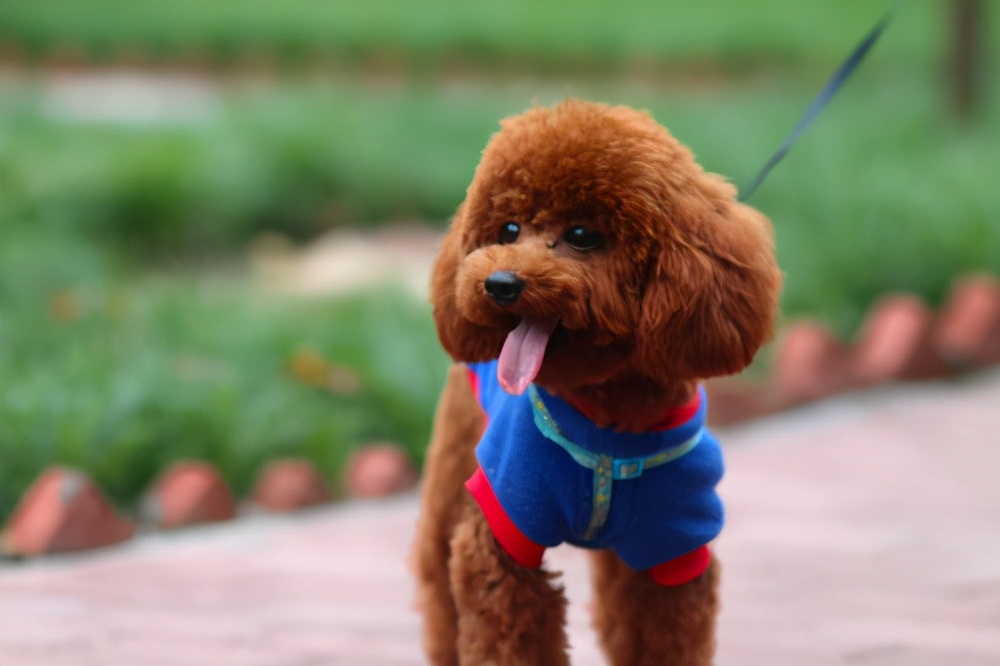 兩分鐘,帶你看完一只泰迪犬的傳奇人生