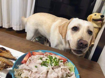 拉布拉多犬很能吃,為什么偏偏這么受歡迎呢?