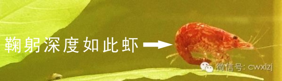 獸醫告訴您，狗狗肚子鼓鼓到底是什么原因？