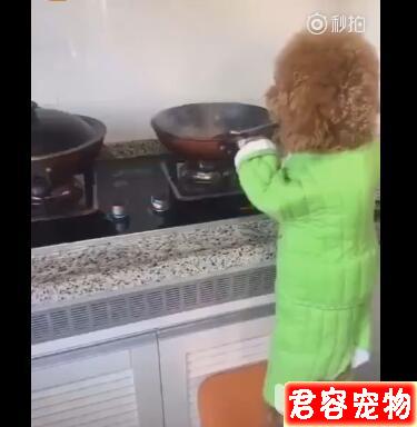 泰迪做飯給主人吃 把菜炒完之后 還給主人問了這樣一個問題！