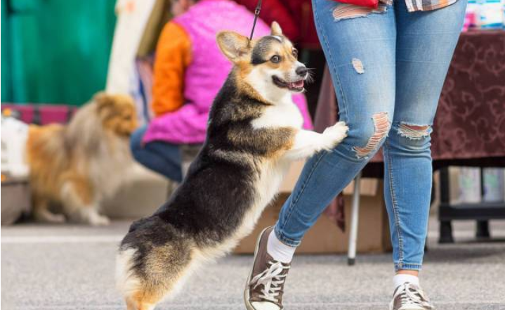 飼養柯基犬，要應對的“6大難點”，看了你要敢養嗎？