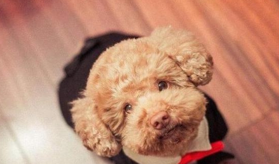 為何泰迪犬一直讓你摸它“肚子”？緣故有五個