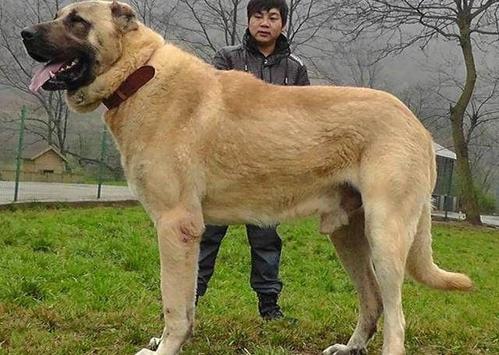 體型最大的6種狗，小時候萌萌噠，再看長大后的樣子你還敢養嗎？