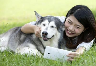 哈士奇、博美犬等一些狗狗非常愛亂叫,為什么還有很多人愿意飼養