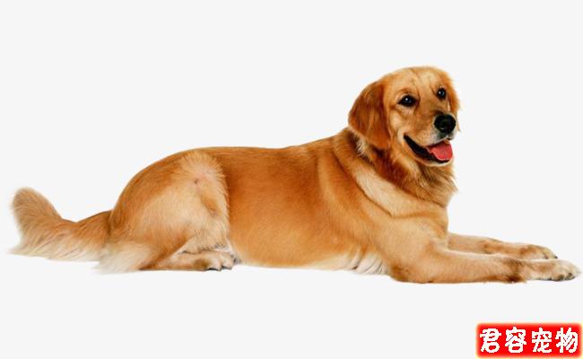 性格最好的五種中大型犬，有你心中所想嗎？