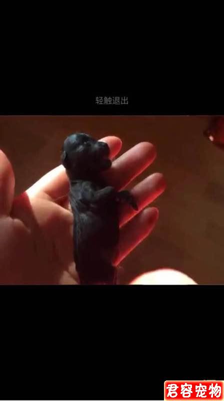 我家茶杯博美詳細接生過程