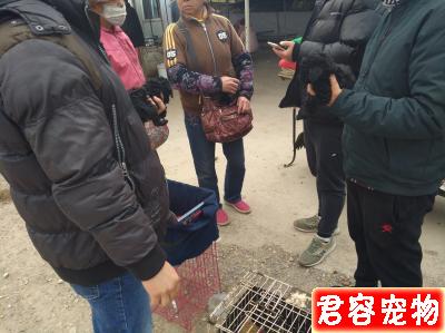 男子整窩購買黑色泰迪喊價300元一只,老人卻最低500元!