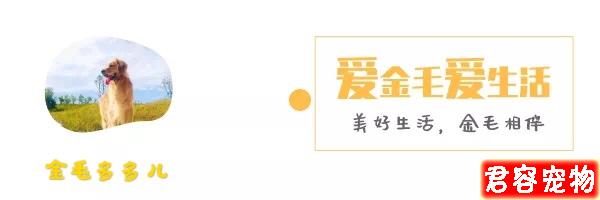 柯基怎么養,作為主人,你了解嗎?看一下該注意的地方,健康養<a href=/zhonglei/gou/ target=_blank class=infotextkey>狗</a>