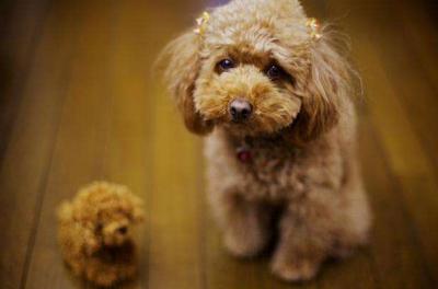 泰迪犬出現這6個特征,說明它很痛苦,趕緊“救救”它吧