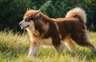 阿拉斯加犬在這5種情況下,不適合洗澡