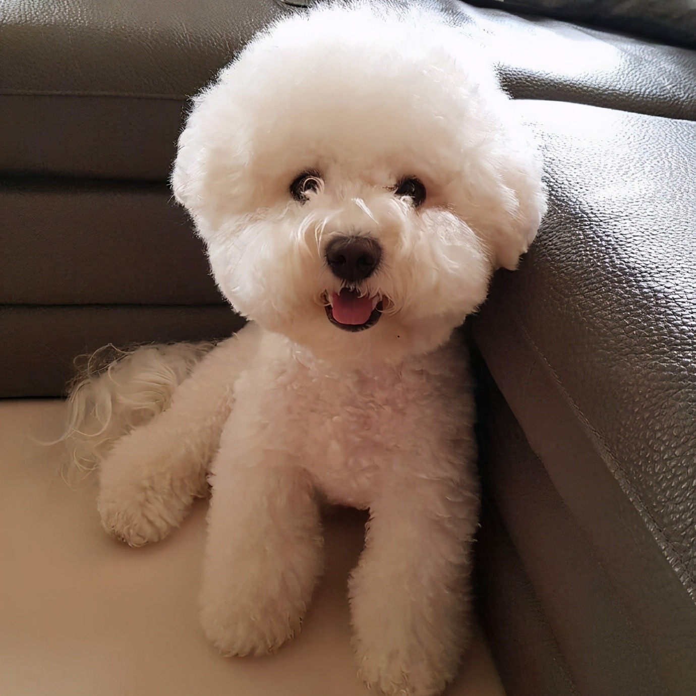 比熊犬毛發干燥無光澤怎么辦?有哪些解決辦法?