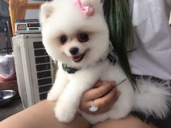 博美犬的7大缺點,網友:就是想養也不敢養啊