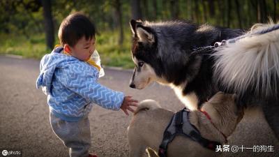 辟謠:犬瘟和細小是一回事?不,它和細小是兩碼事,癥狀也不一樣