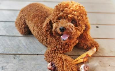 當泰迪犬有這些特征,說明它已經步入老年期了