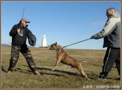 成年男子能否打得過猛犬？